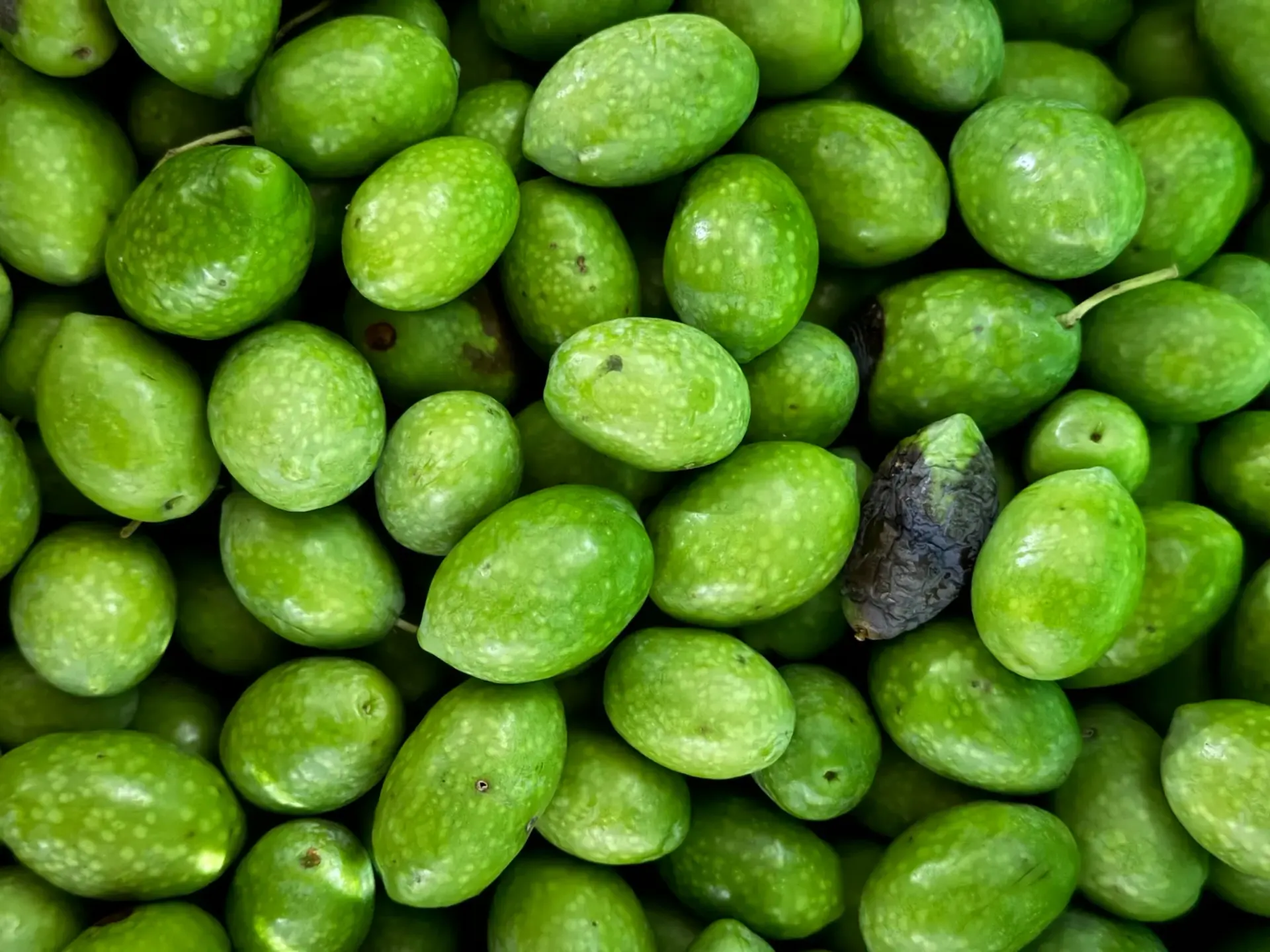 Šoltanka olives