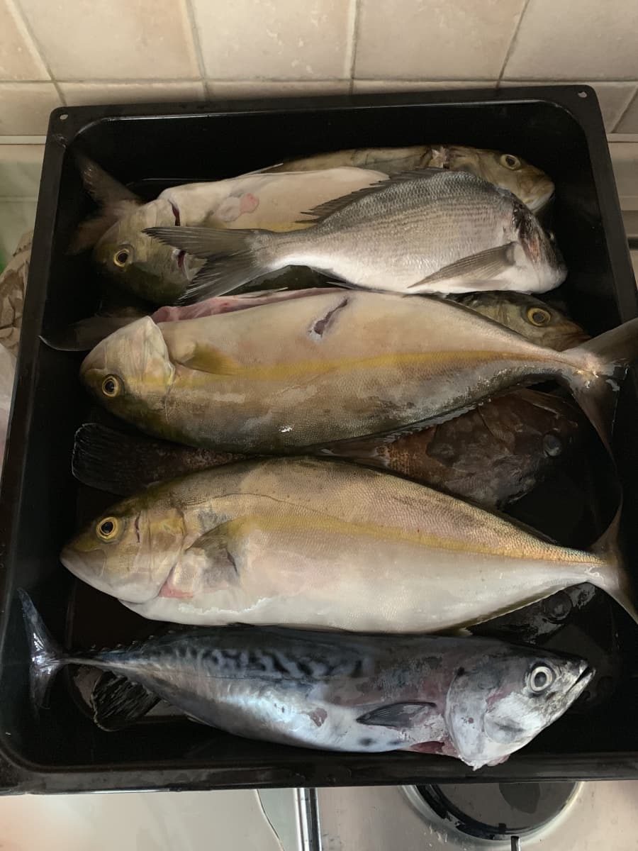 Photos des sorties de pêche de nos hôtes 3