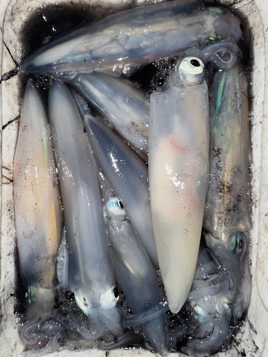 Photos des sorties de pêche de nos hôtes 6